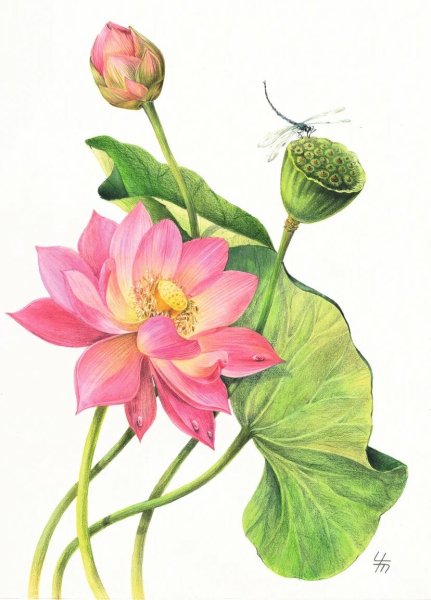 Лотос орехоносный