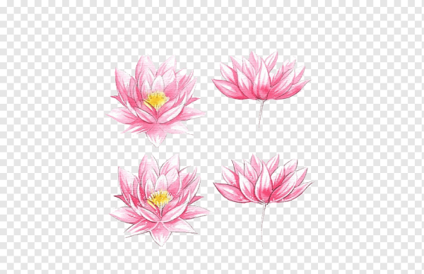 Розовый Лотос эскиз акварель