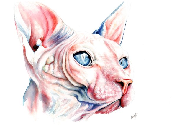 Кошка сфинкс акварель
