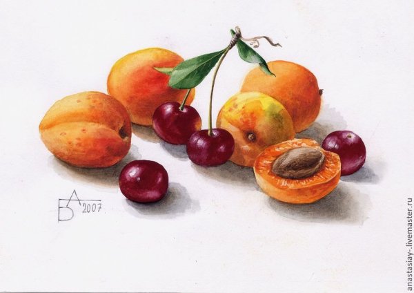 Елизавета Залегина акварель абрикосы