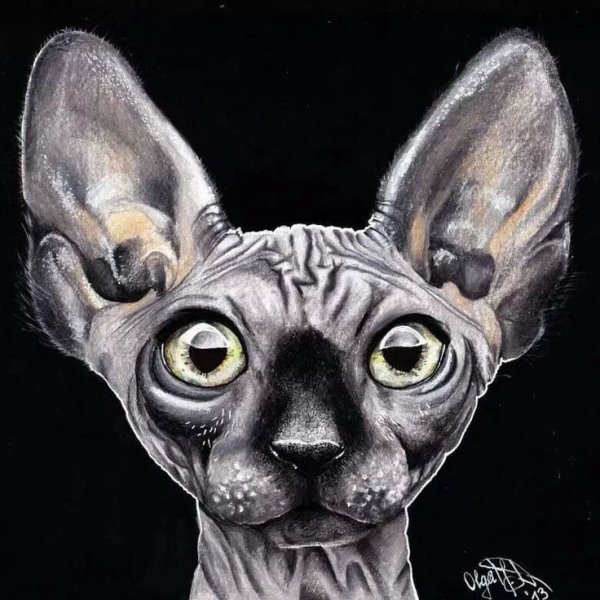 Сфинкс гуашью