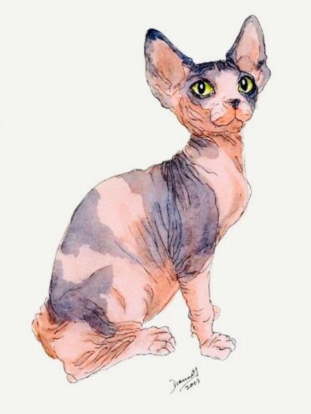 Канадский сфинкс картина