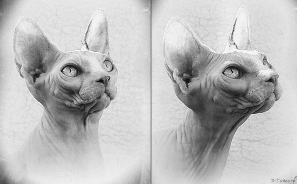 Лысая кошка арт