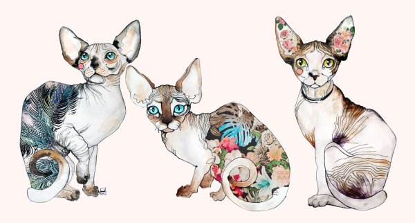 Кот сфинкс арт