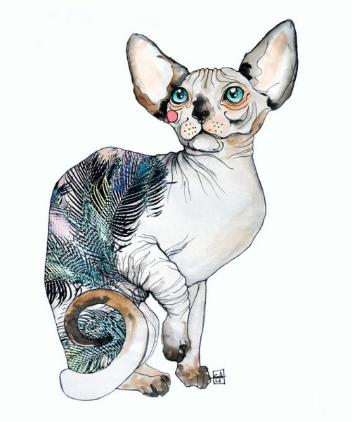Кошка сфинкс акварель