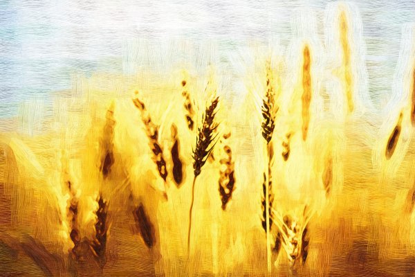 Пшеница акварель