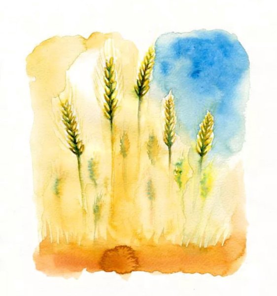 Колоски акварель