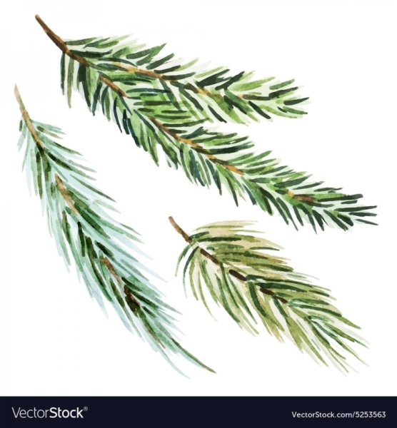 Еловая веточка акварель