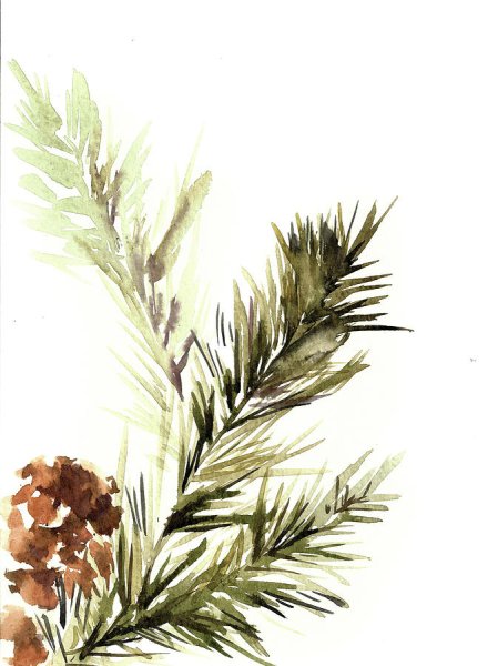 Хвоя акварель