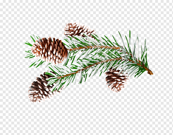 Еловая веточка