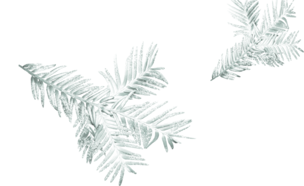 Белые еловые ветки