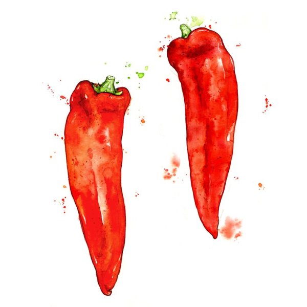 Красный перец акварелью