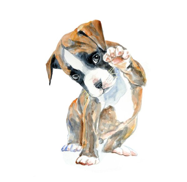 Боксер собака акварель