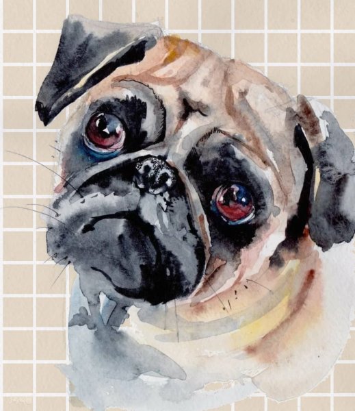 Собака акварелью