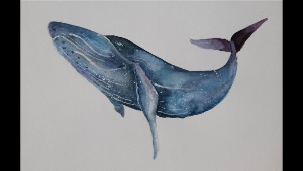 Хвост кита арт