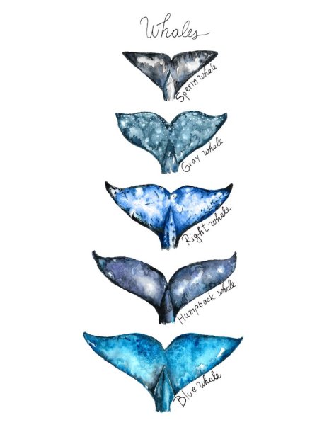 Тату хвост кита