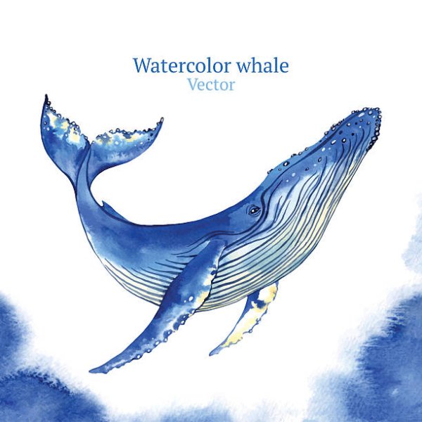 Плавник кита рисунок