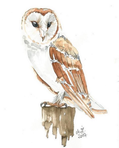 Сова сипуха акварель