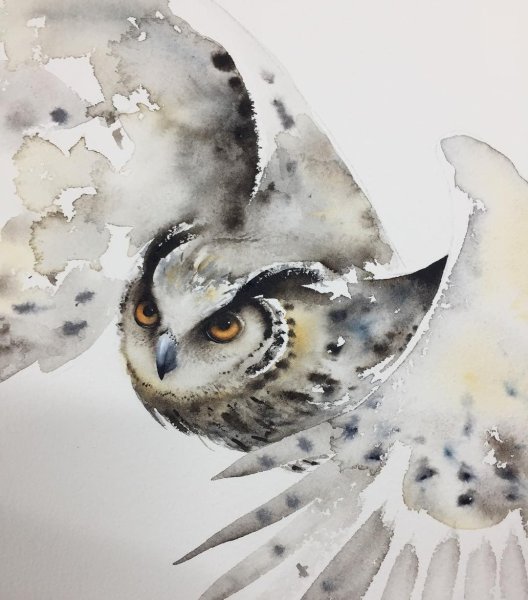 Сова акварелью