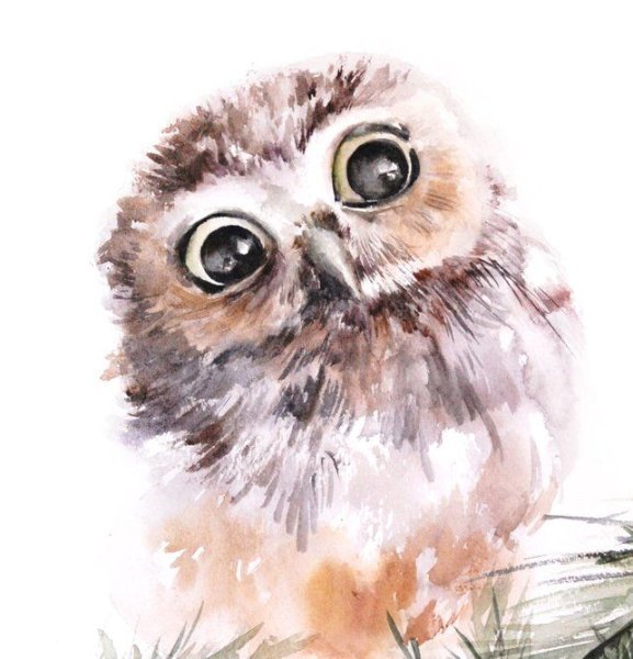 Совенок акварель