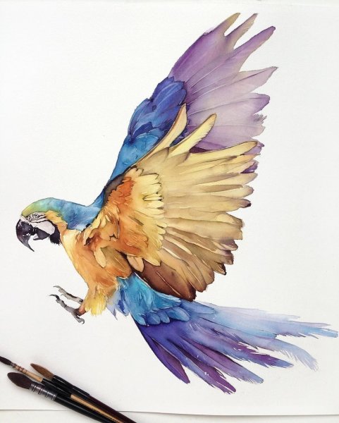 Рисование акварелью птицы