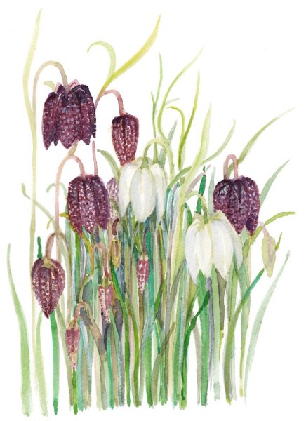 Рябчик акварель