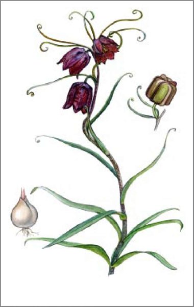 Рябчик акварель