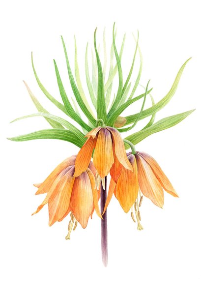 Рябчик шахматный Ботанический