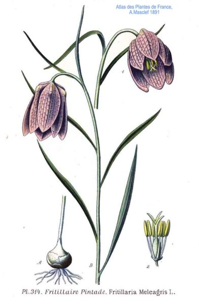 Рябчик шахматовидный