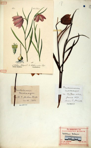 Рябчик Botanical