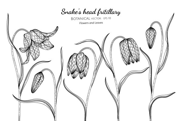 Рябчик русский Fritillaria ruthenica Wikstr.