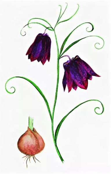 Рябчик шахматный