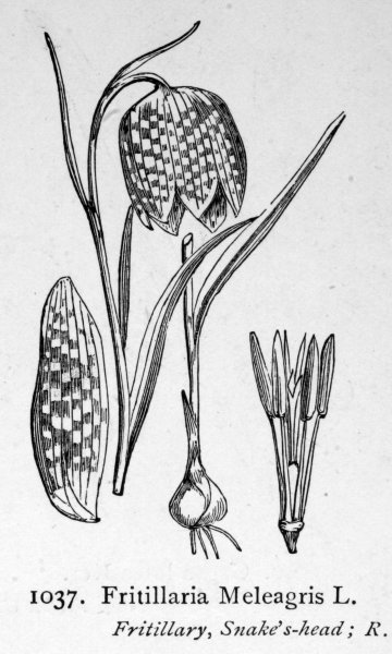 Рябчик шахматный на белом фоне