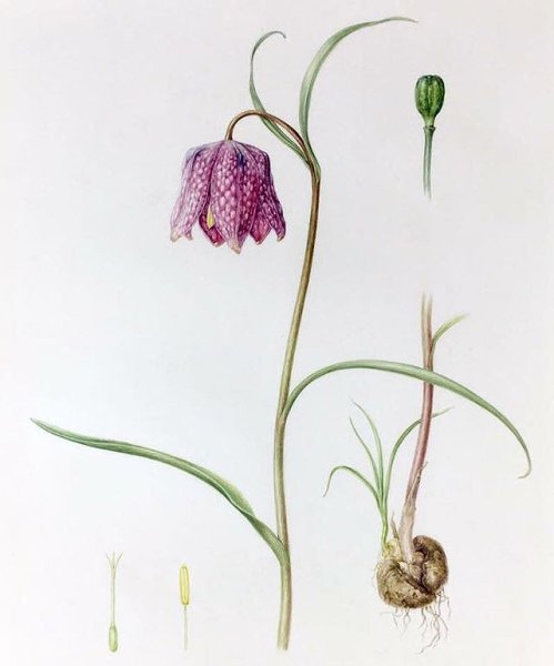 Рябчик шахматный для срисовки