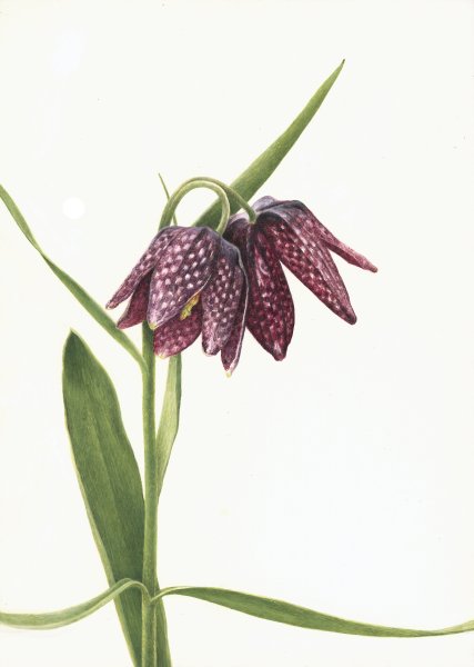 Рябчик русский чёрно белый