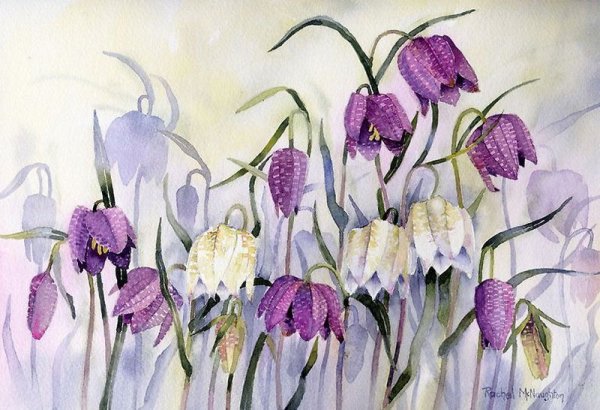 Рэйчел МАКНОТОН художник