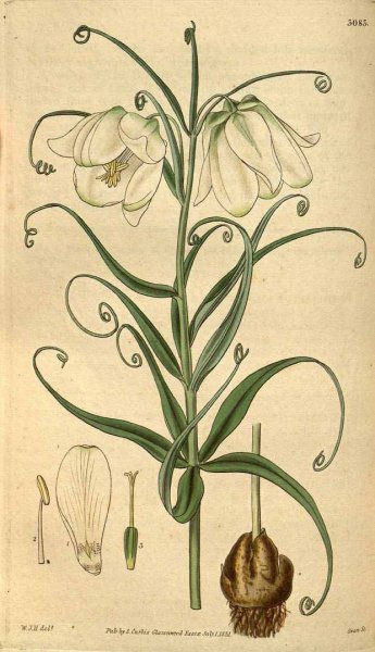 Рябчик шахматный гербарий