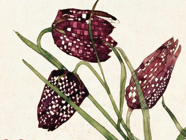 Рябчик шахматный на белом фоне