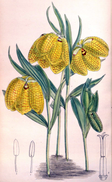 Рябчик русский раскраска