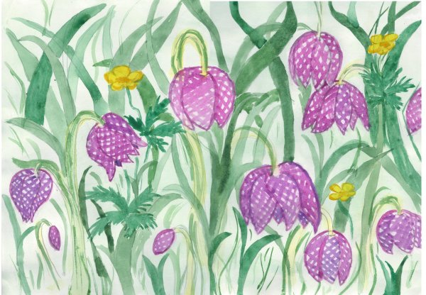 Ботаника Императорские рябчики