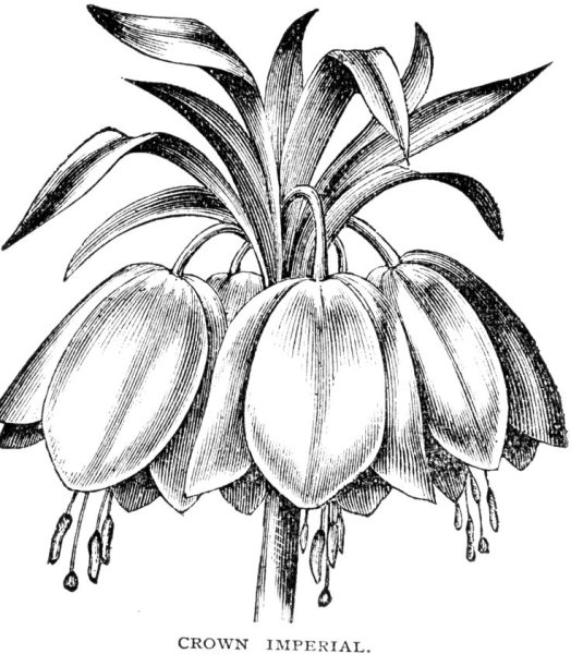 Цветок рябчик ботаника