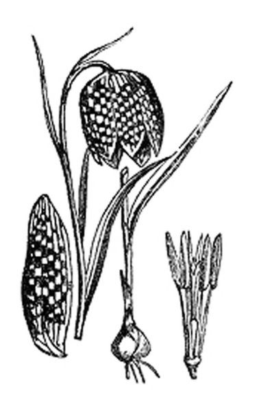 Цветок рябчик ботаника