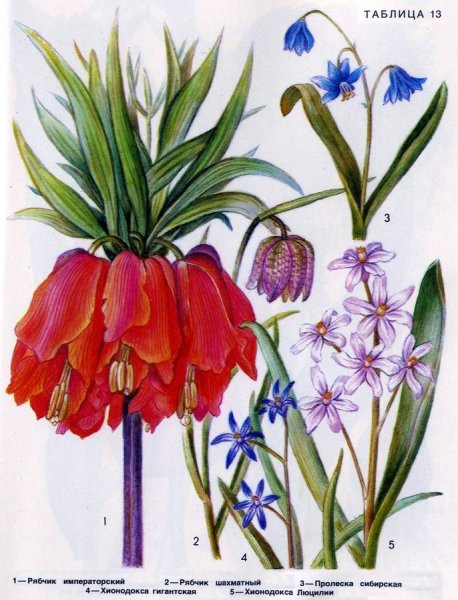 Рябчик шахматный корневая система