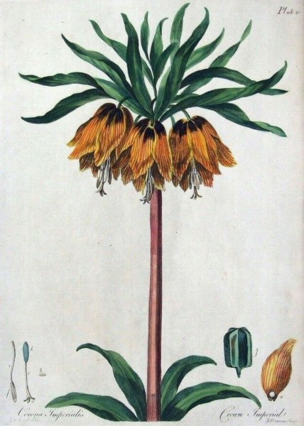 Рябчик шахматный раскраска