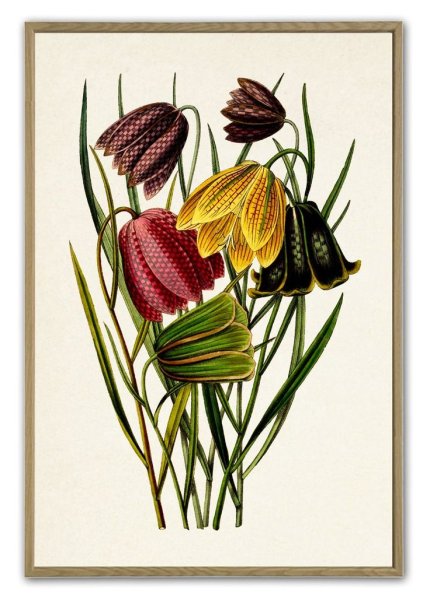 Рябчик шахматный рисунок