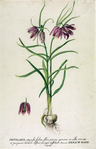 Рябчик русский красная книга