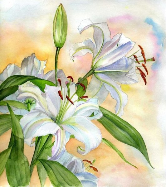 Лилия Ботаническая иллюстрация акварелью