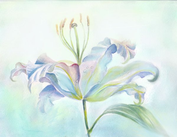 Этюд цветка ( Лилия тюльпан)