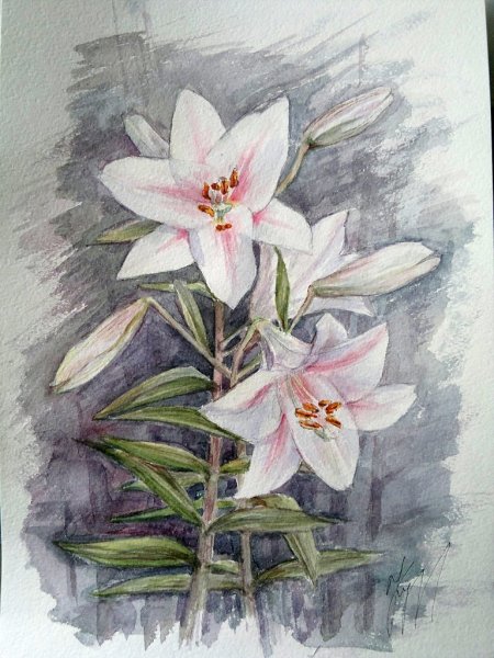 Зефирантес акварель