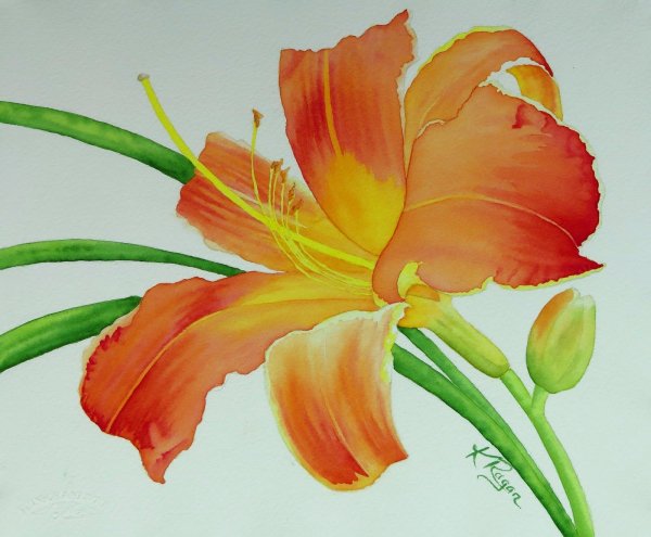 Лилейник оранжевый акварель